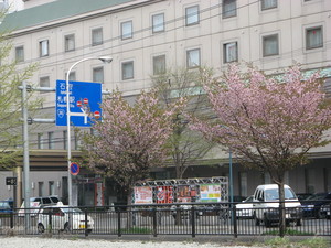 第一ホテルと桜