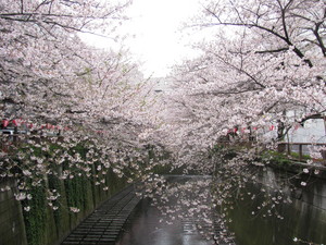 川の両側から桜