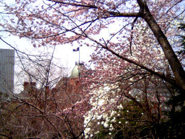 桜と道庁