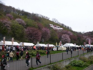 スタジアムグルメと桜