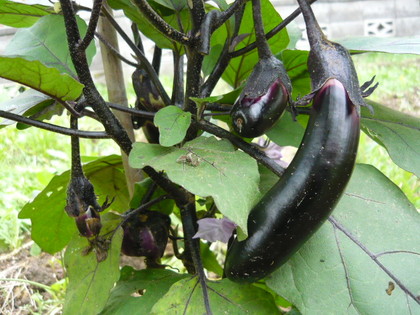 Solanum melongena ナス科