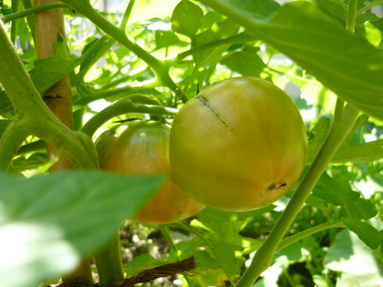 Solanum lycopersicum ナス科