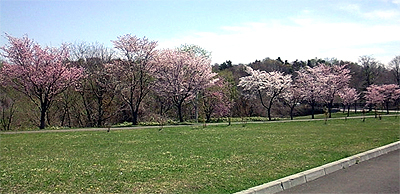 サクサク咲く桜