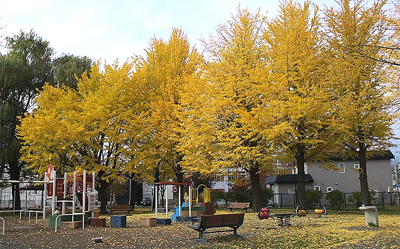 黄色い絨毯になる公園
