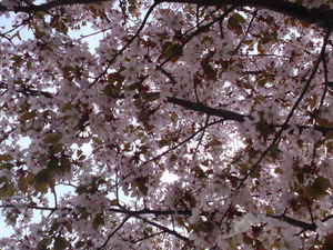 山桜