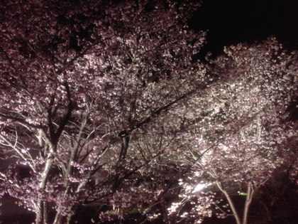 千島桜３