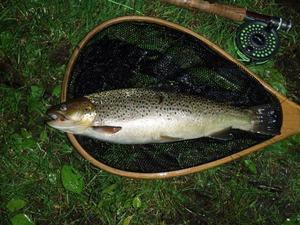 BrownTrout