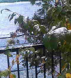 庭の初雪