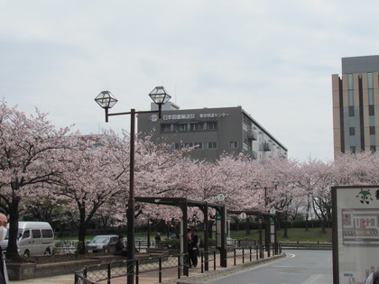 新木場駅の桜