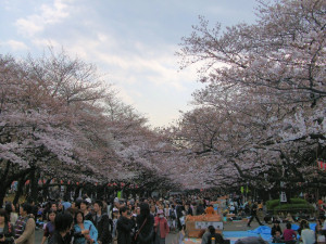 上野公園　お花見１
