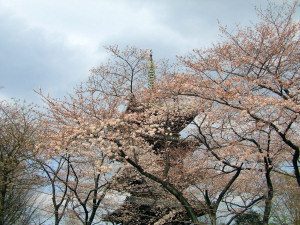 上野公園　お花見３