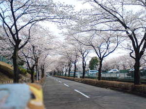 20080329 tokyo sakura