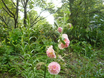Althaea rosea  アオイ科