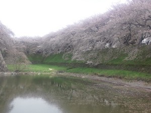下向きの桜