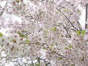 桜、好き～