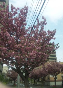 円山八重の桜