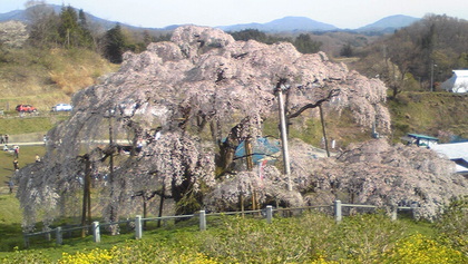 福島の有名な桜 裏側