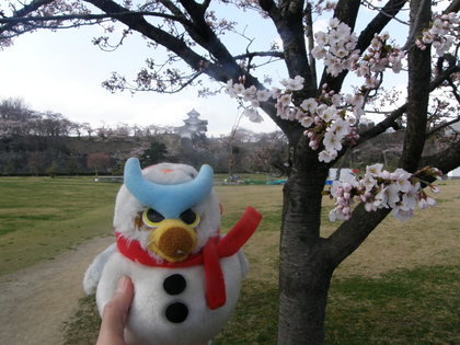 2011年　小峰城の桜1