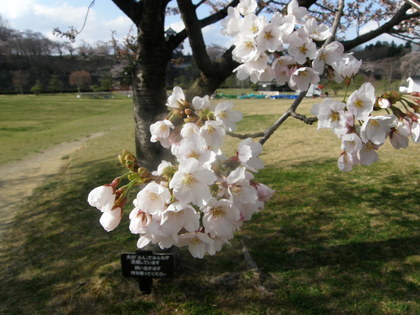 桜の花びらの様子