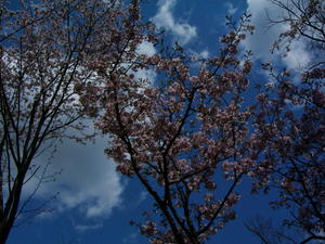 神宮の桜